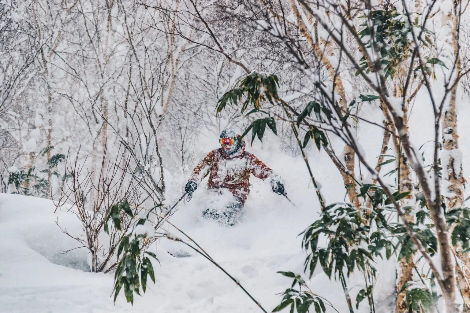 Hokkaido Backcountry Powder Birch Trees Photographer Nolan Isozaki